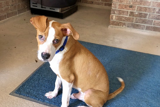 Puppies in Austin looking for their furr-ever homes