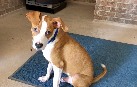 Puppies in Austin looking for their furr-ever homes