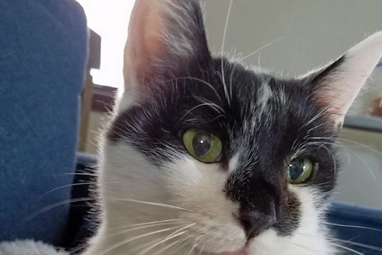 Cats in Omaha looking for their furr-ever homes