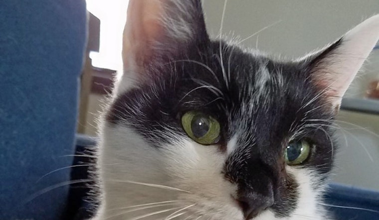 Cats in Omaha looking for their furr-ever homes