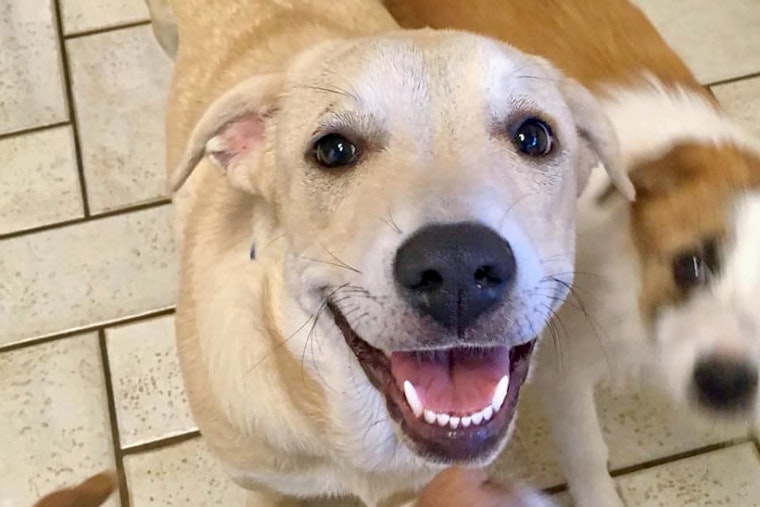 Puppies in Oklahoma City looking for their furr-ever homes