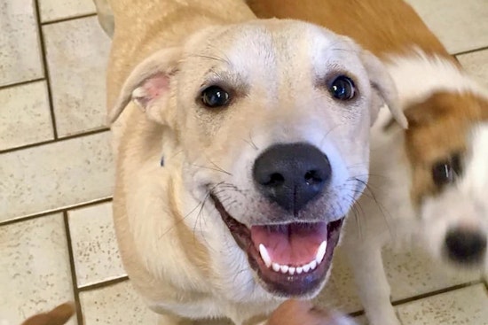 Puppies in Oklahoma City looking for their furr-ever homes
