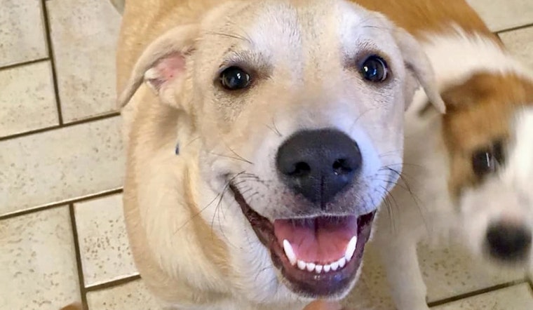Puppies in Oklahoma City looking for their furr-ever homes