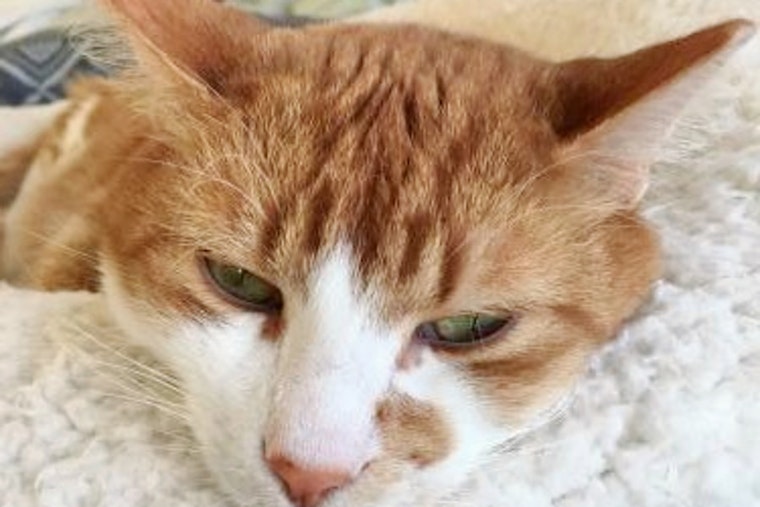 Cats in Aurora looking for their furr-ever homes