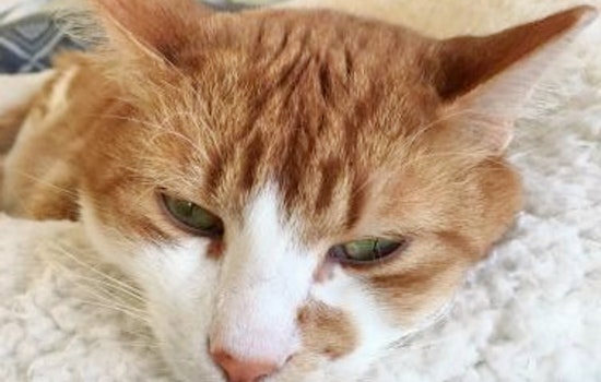 Cats in Aurora looking for their furr-ever homes