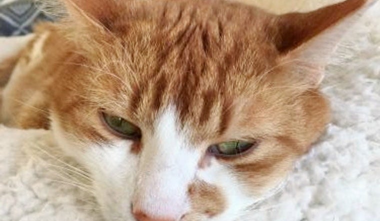 Cats in Aurora looking for their furr-ever homes