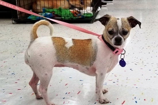 Dogs in Tulsa looking for their furr-ever homes