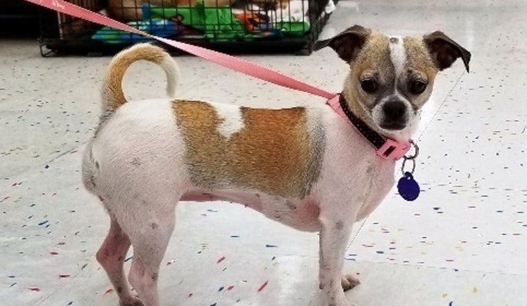 Dogs in Tulsa looking for their furr-ever homes