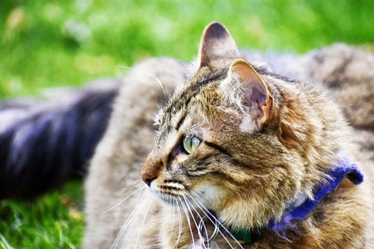 Cats in Denver looking for their furr-ever homes