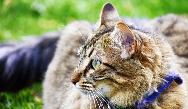 Cats in Denver looking for their furr-ever homes