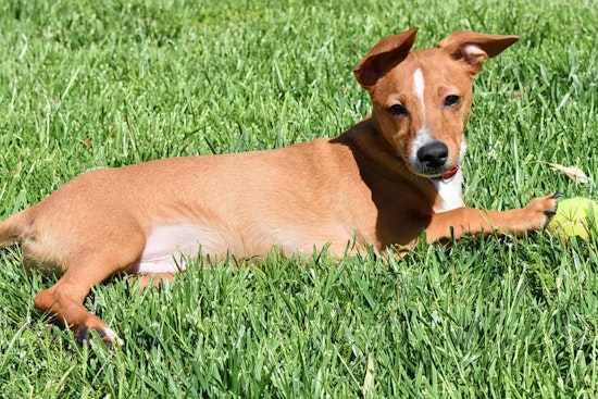 Puppies in Henderson looking for their furr-ever homes