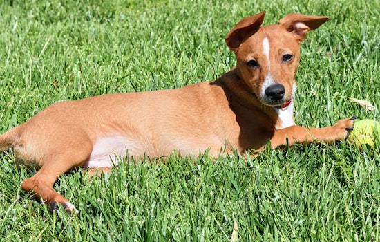 Puppies in Henderson looking for their furr-ever homes