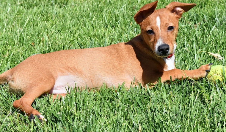 Puppies in Henderson looking for their furr-ever homes