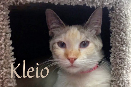 Kittens in Las Vegas looking for their furr-ever homes