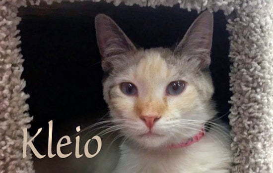 Kittens in Las Vegas looking for their furr-ever homes