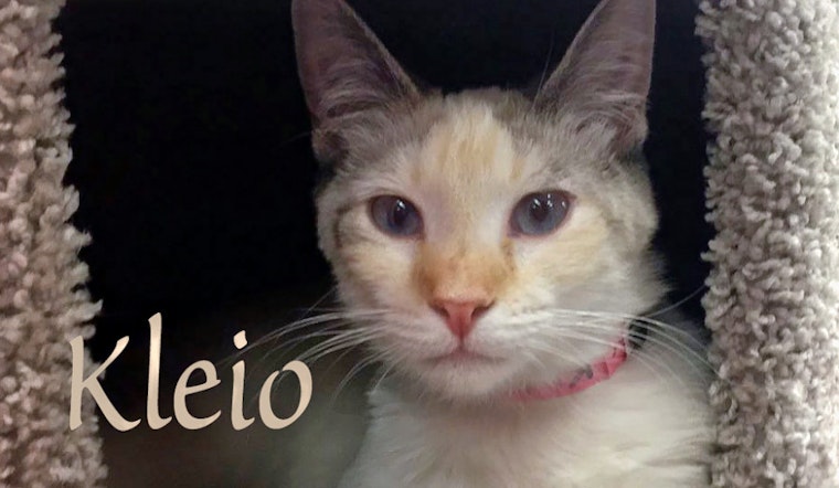 Kittens in Las Vegas looking for their furr-ever homes