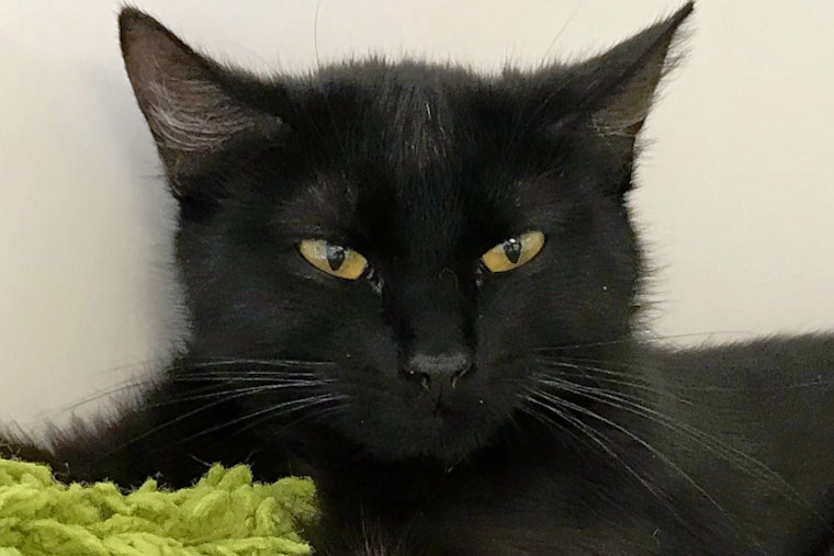 Cats and kittens in Colorado Springs looking for their furr-ever homes