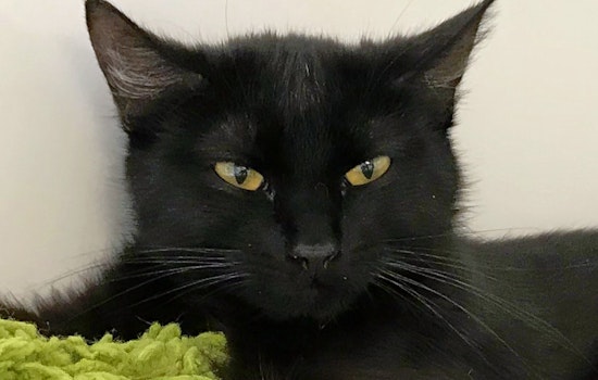 Cats and kittens in Colorado Springs looking for their furr-ever homes