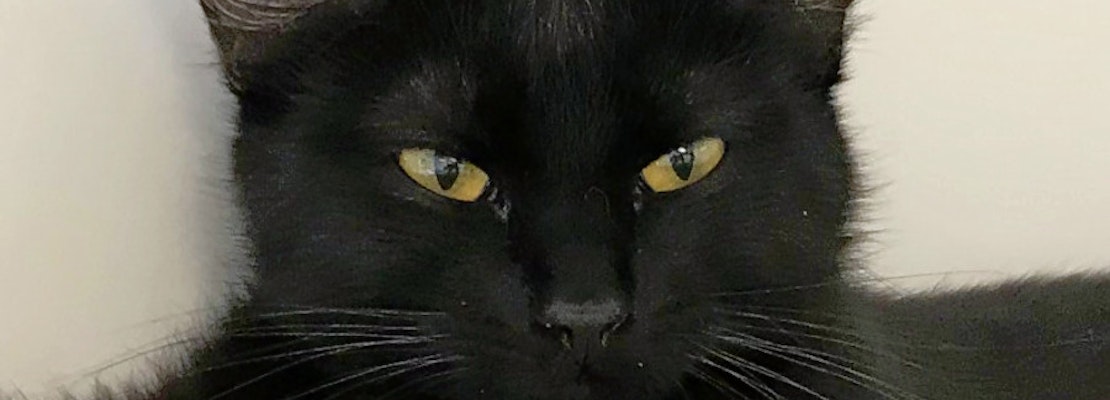 Cats and kittens in Colorado Springs looking for their furr-ever homes
