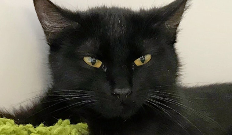 Cats and kittens in Colorado Springs looking for their furr-ever homes