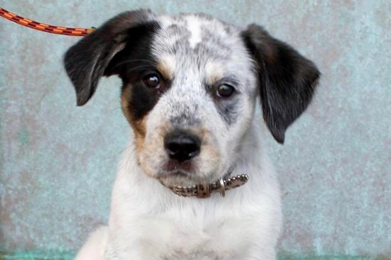 Puppies in Albuquerque looking for their furr-ever homes