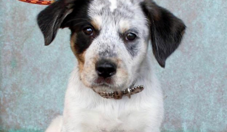 Puppies in Albuquerque looking for their furr-ever homes