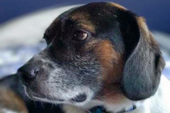 Dogs in Phoenix looking for their furr-ever homes