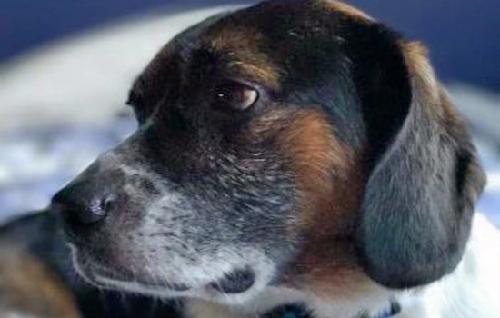 Dogs in Phoenix looking for their furr-ever homes
