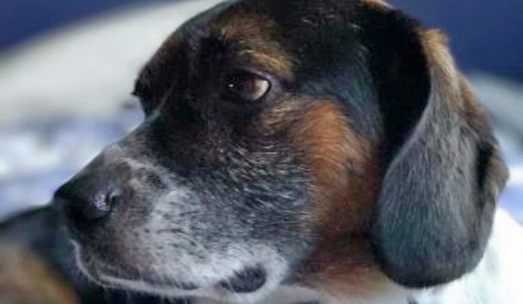 Dogs in Phoenix looking for their furr-ever homes