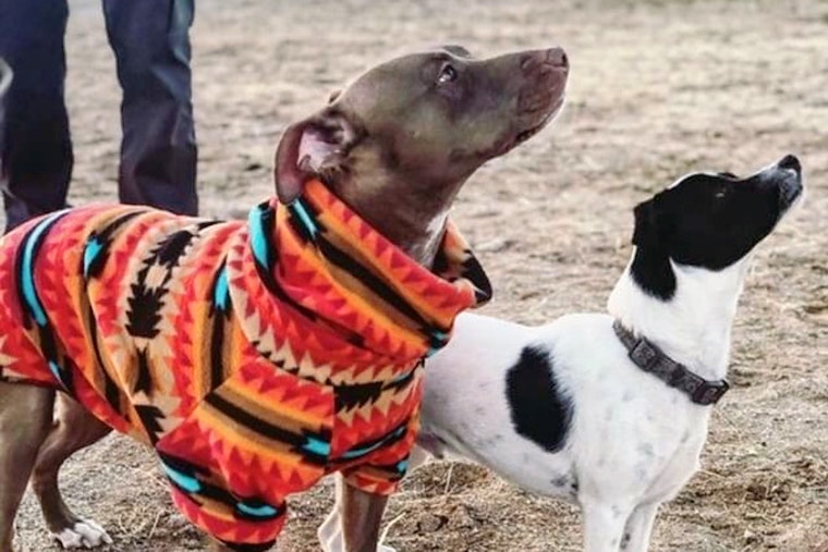 Dogs in Mesa looking for their furr-ever homes