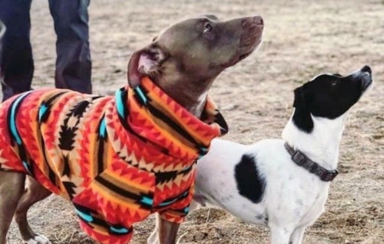 Dogs in Mesa looking for their furr-ever homes
