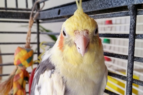 Birds for adoption in and around Tucson
