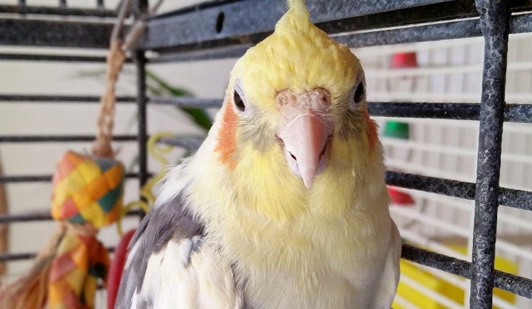 Birds for adoption in and around Tucson
