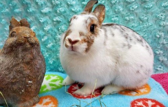 Rabbits in San Diego looking for their furr-ever homes