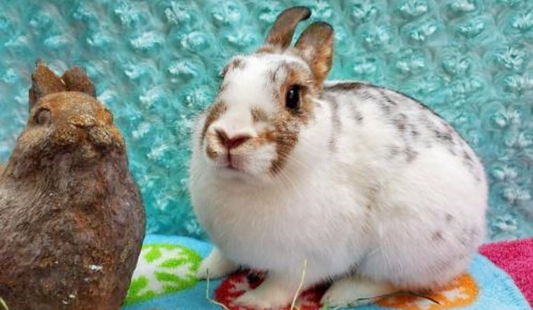 Rabbits in San Diego looking for their furr-ever homes