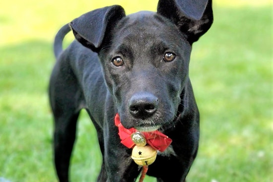 Adoptable San Francisco puppies looking for their furr-ever homes