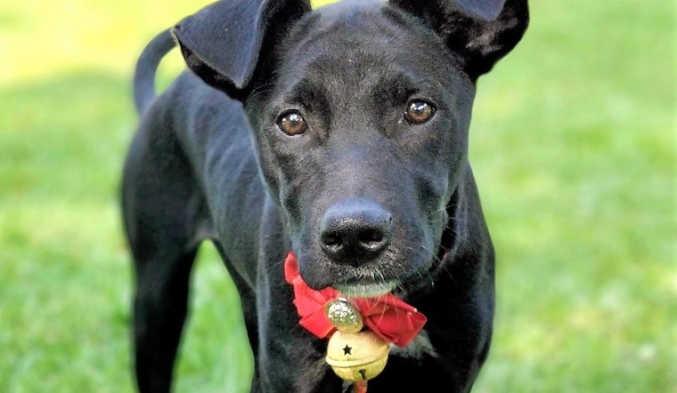 Adoptable San Francisco puppies looking for their furr-ever homes
