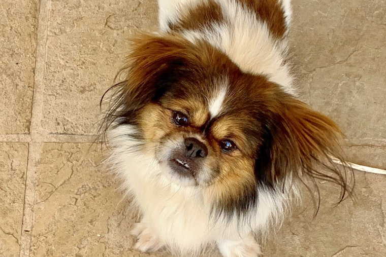 Dogs in San Jose looking for their furr-ever homes