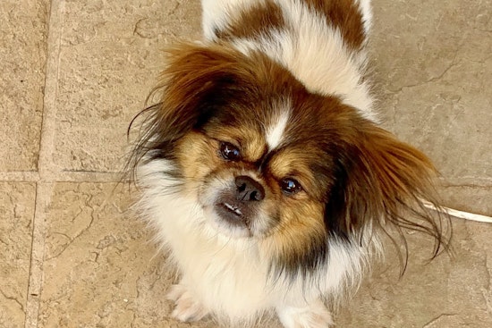 Dogs in San Jose looking for their furr-ever homes