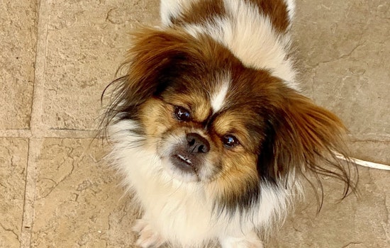 Dogs in San Jose looking for their furr-ever homes