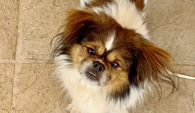 Dogs in San Jose looking for their furr-ever homes