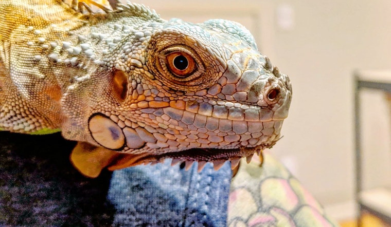 Purr-fect pets to adopt in and around Portland