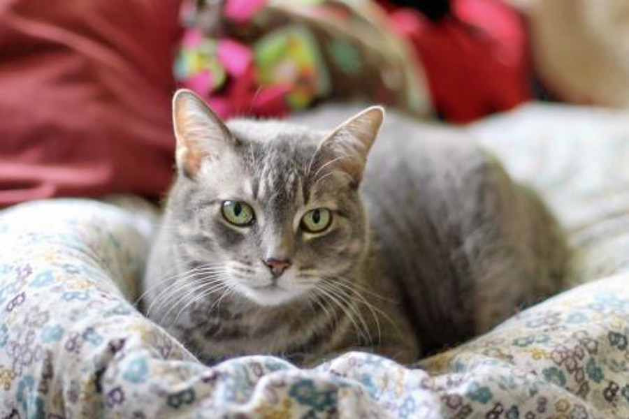 Cats in Fresno looking for their furrever homes