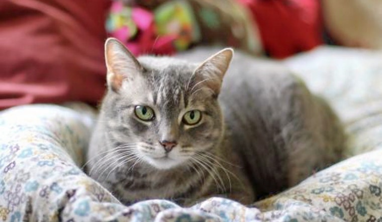 Cats in Fresno looking for their furr-ever homes