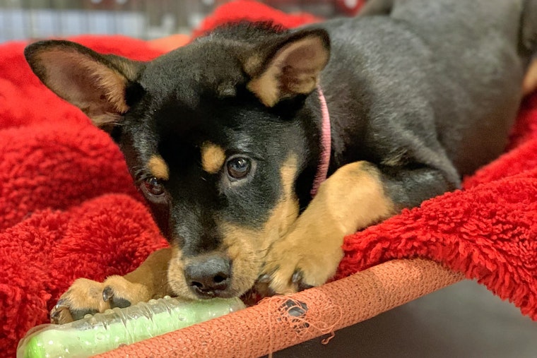 Puppies in Seattle looking for their furr-ever homes