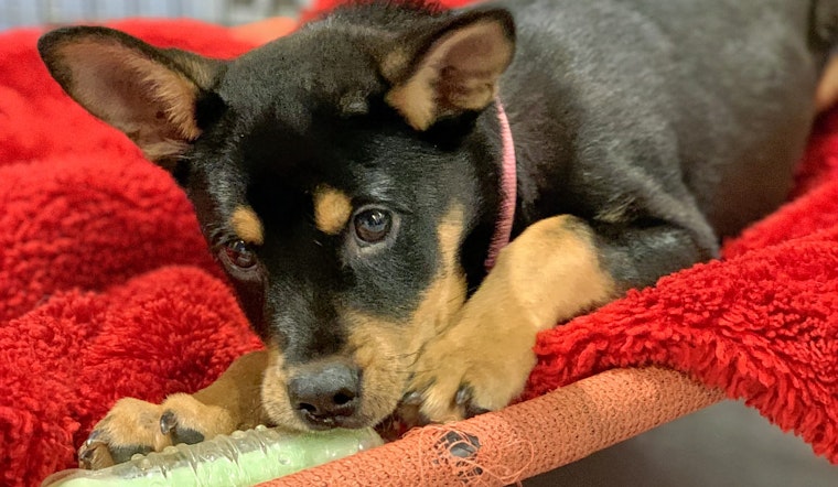 Puppies in Seattle looking for their furr-ever homes