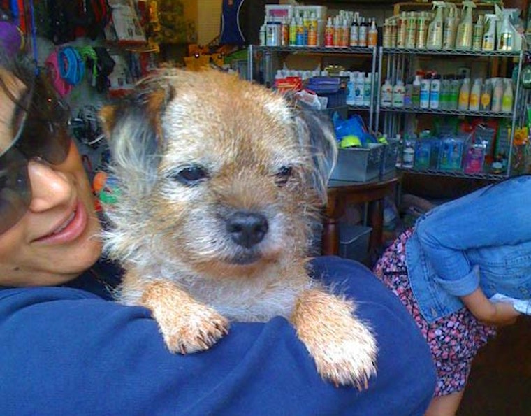 Dog Abandoned on Doorstep of Animal House