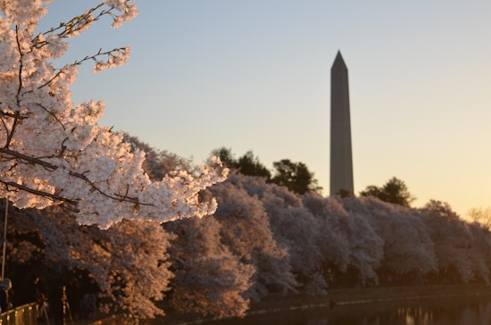 Top D.C. news: Historic tree topples outside landmark; express lane toll spikes to $46; more