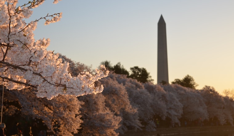Top D.C. news: Historic tree topples outside landmark; express lane toll spikes to $46; more