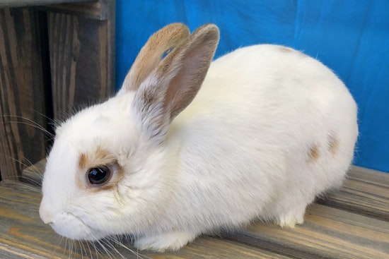 Rabbits in Los Angeles looking for their furr-ever homes